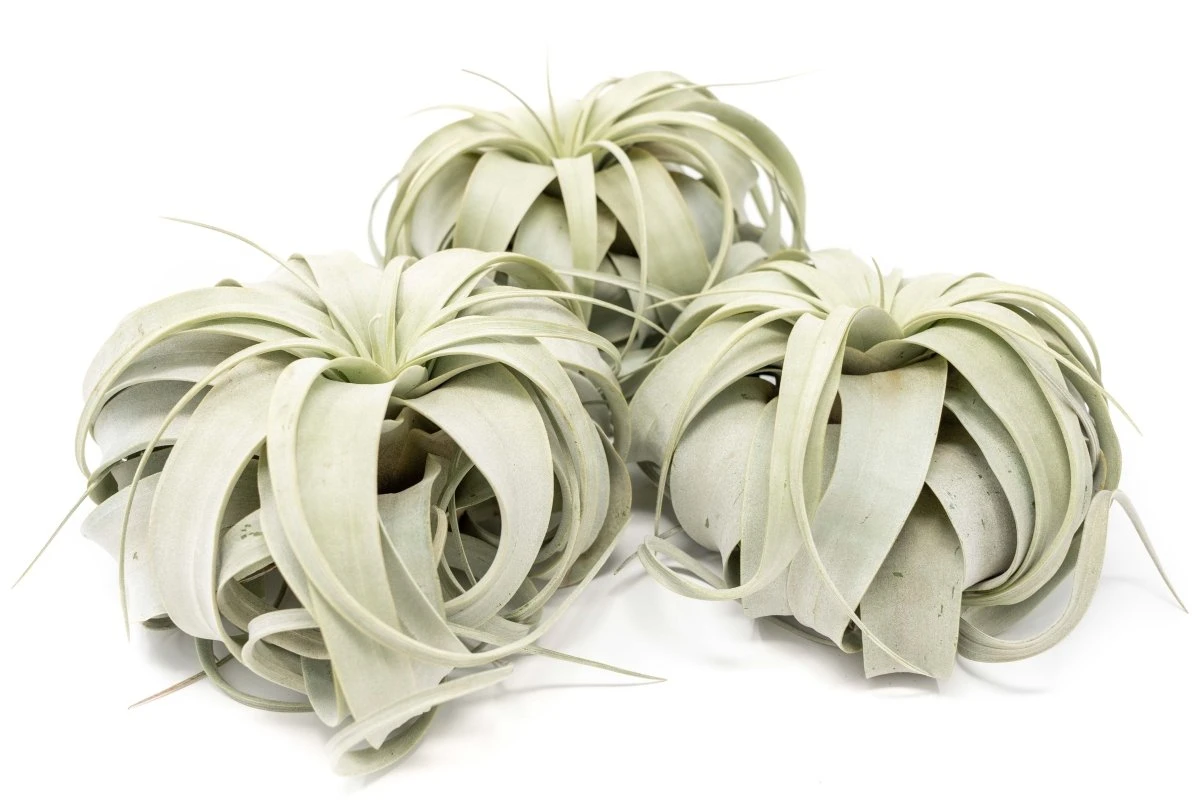 Large Tillandsia Xerographica / 6-8 Inches Wide 7 Large Tillandsia Xerographica / 6-8 Inches Wide - Image 5