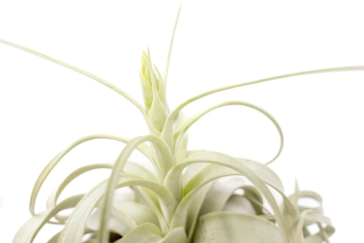 Large Tillandsia Xerographica / 6-8 Inches Wide 6 Large Tillandsia Xerographica / 6-8 Inches Wide - Image 4