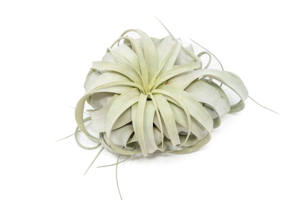 Large Tillandsia Xerographica / 6-8 Inches Wide 4 Large Tillandsia Xerographica / 6-8 Inches Wide - Image 2