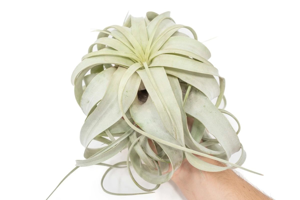Large Tillandsia Xerographica / 6-8 Inches Wide 3 Large Tillandsia Xerographica / 6-8 Inches Wide