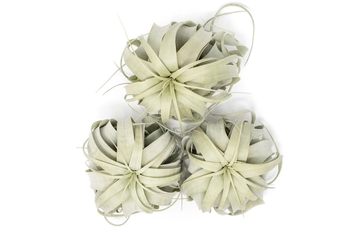 Large Tillandsia Xerographica / 6-8 Inches Wide 8 Large Tillandsia Xerographica / 6-8 Inches Wide - Image 6