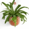 Leak-Free Hanging Planter In Terra Cotta – Modern 360° Drainage Indoor Pot -Eds Plant Shop leak free hanging planter in terra cotta modern 3600 drainage indoor pot 737616