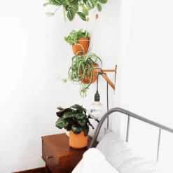 Leak-Free Hanging Planter In Terra Cotta – Modern 360° Drainage Indoor Pot -Eds Plant Shop leak free hanging planter in terra cotta modern 3600 drainage indoor pot 893221