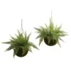 Leather Fern Hanging Basket Set (Set Of 2) – Perfect Indoor And Outdoor Décor -Eds Plant Shop leather fern hanging basket set set of 2 perfect indoor and outdoor decor 815796