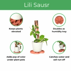 Lili Saucer – Stylish Lily Pad Plant Saucer For Drainage, Root Rot Prevention & Humidity 18 Lili Saucer – Stylish Lily Pad Plant Saucer For Drainage, Root Rot Prevention & Humidity -Eds Plant Shop lili saucer stylish lily pad plant saucer for drainage root rot prevention humidity 2212776