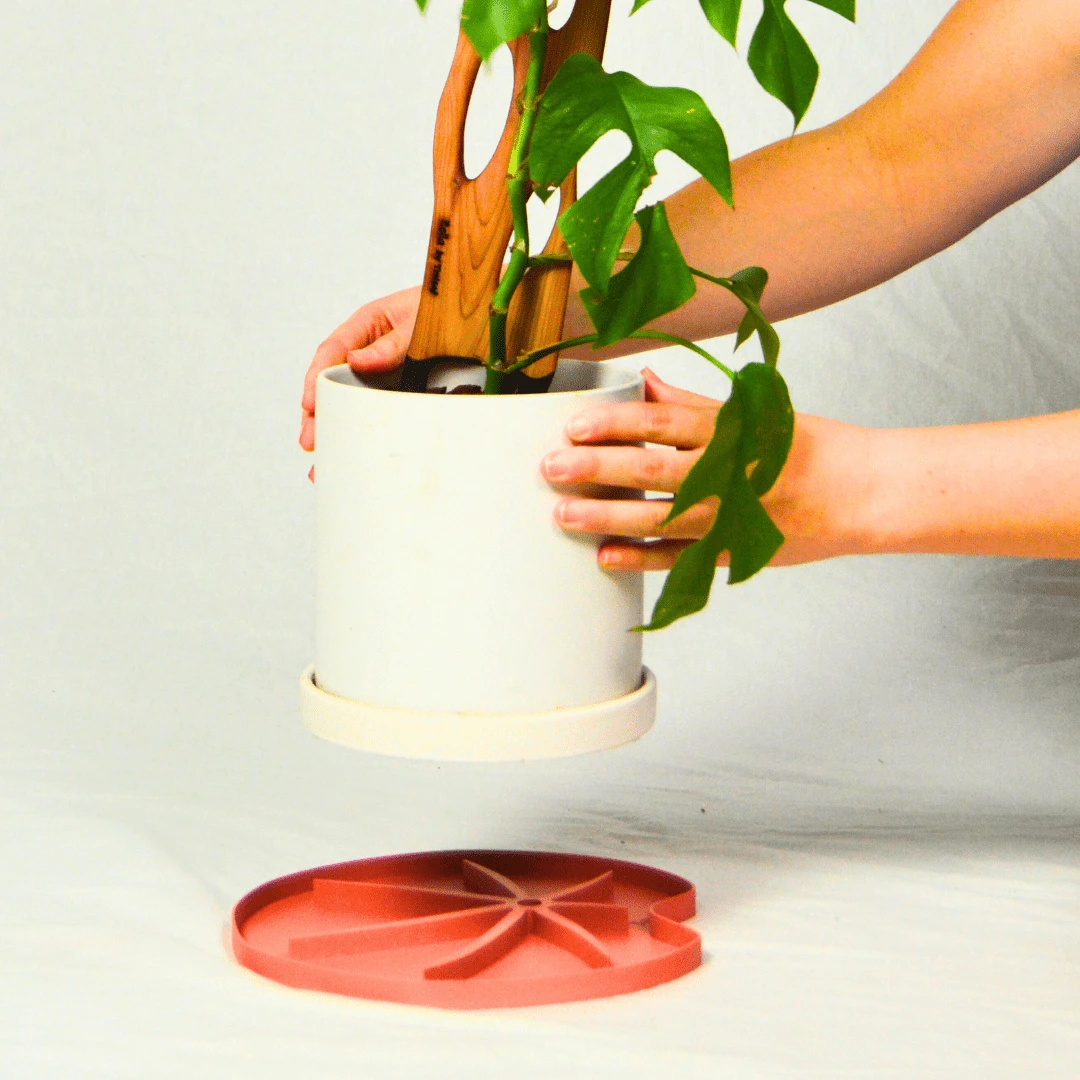 Lili Saucer – Stylish Lily Pad Plant Saucer For Drainage, Root Rot Prevention & Humidity 4 Lili Saucer – Stylish Lily Pad Plant Saucer For Drainage, Root Rot Prevention & Humidity - Image 2