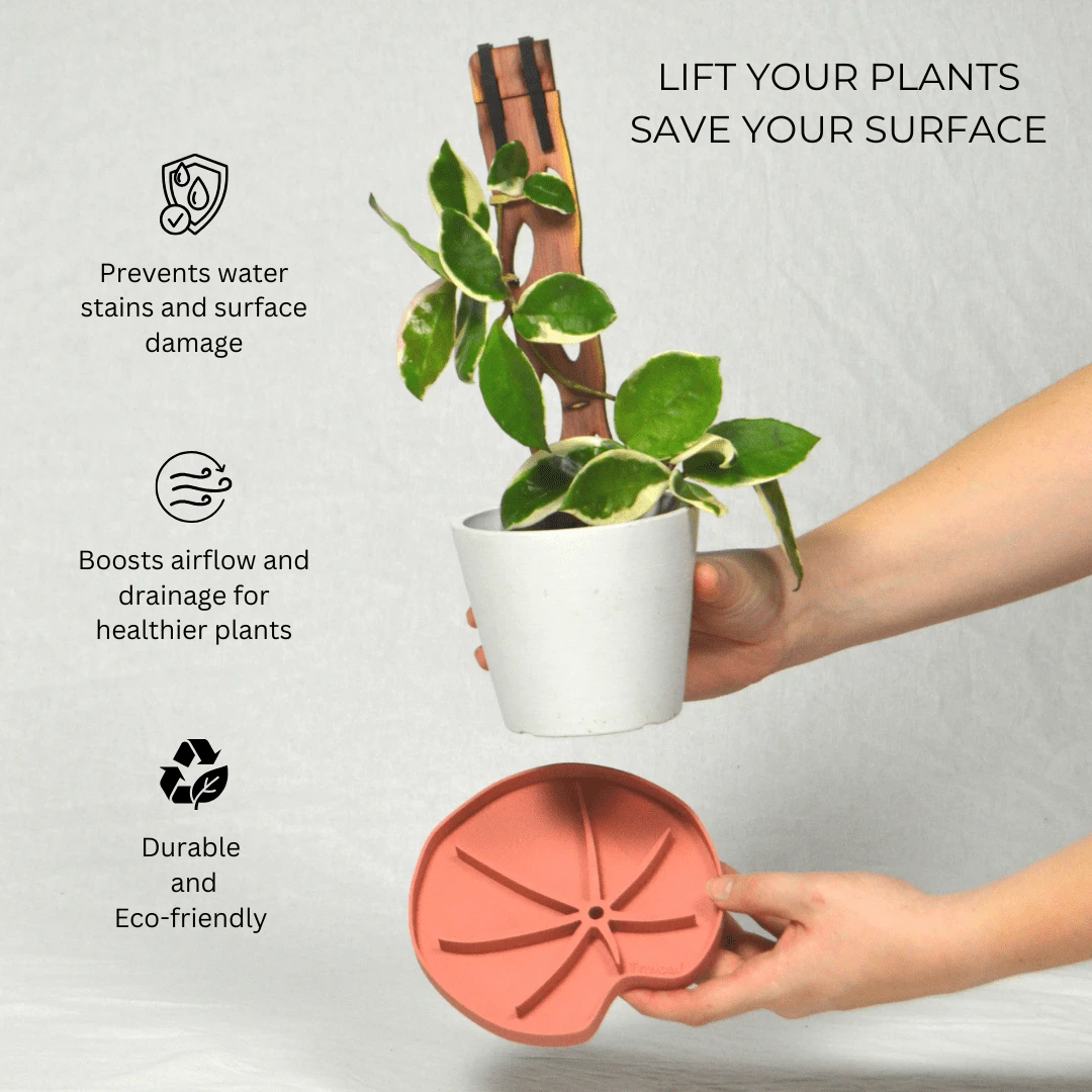 Lili Saucer – Stylish Lily Pad Plant Saucer For Drainage, Root Rot Prevention & Humidity 7 Lili Saucer – Stylish Lily Pad Plant Saucer For Drainage, Root Rot Prevention & Humidity - Image 5