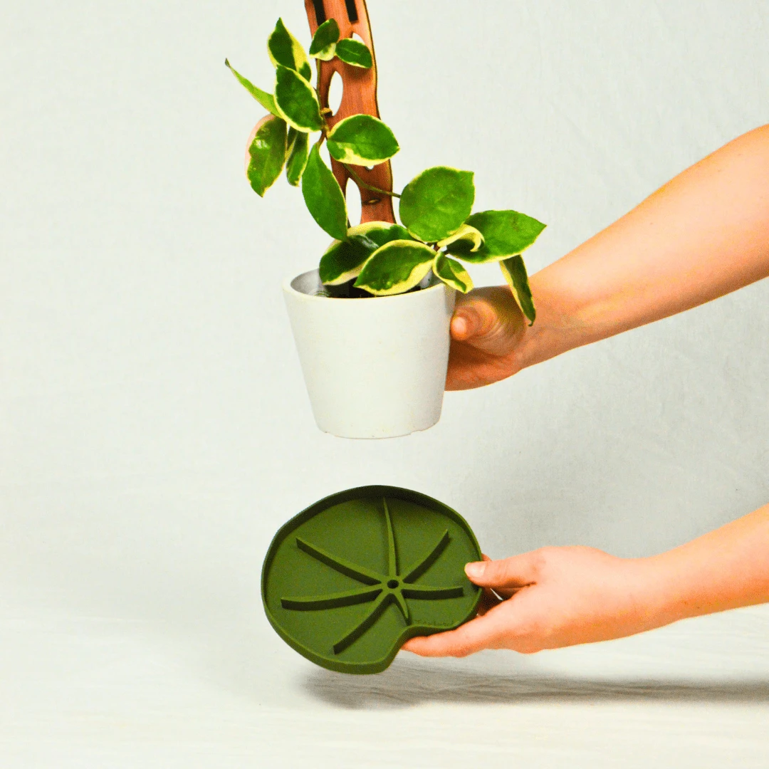 Lili Saucer – Stylish Lily Pad Plant Saucer For Drainage, Root Rot Prevention & Humidity 3 Lili Saucer – Stylish Lily Pad Plant Saucer For Drainage, Root Rot Prevention & Humidity