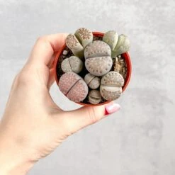 Lithops - Living Rock Plant -Eds Plant Shop lithops living rock plant 637720