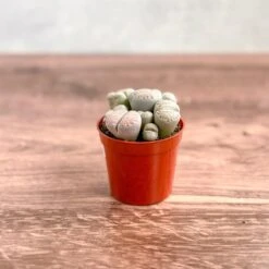 Lithops - Living Rock Plant -Eds Plant Shop lithops living rock plant 681526