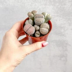 Lithops - Living Rock Plant -Eds Plant Shop lithops living rock plant 920981