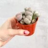 Lithops - Living Rock Plant 1 Lithops - Living Rock Plant -Eds Plant Shop lithops living rock plant 968253
