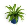 Loop Hanging Planter – Indigo | Leak-Proof, 360° Drainage & Deep Color Accent