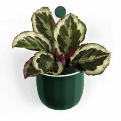 Loop Hanging Planter In Forest – Leak-Proof, 360° Drainage Hanging Pot