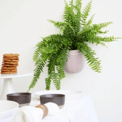 Loop Hanging Planter – Lavender (Self-Watering, Leak-Proof Design) -Eds Plant Shop loop hanging planter lavender self watering leak proof design 685484