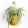 Loop Hanging Planter – Mustard | Self-Watering, Leak-Proof & Bold -Eds Plant Shop loop hanging planter mustard self watering leak proof bold 565789