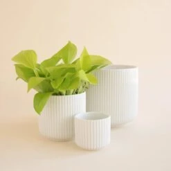 Lucy Planter | White -Eds Plant Shop lucy planter white 549538