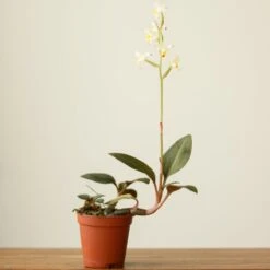 Ludisia Discolor - ‘Jewel Orchid’ Var. Nigrescens - Various Sizes -Eds Plant Shop ludisia discolor jewel orchid var nigrescens various sizes 489618