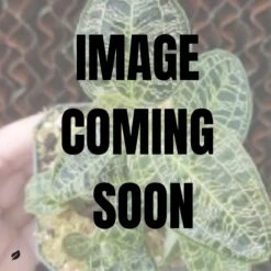 Macodes Petola - Green Jewel Orchid