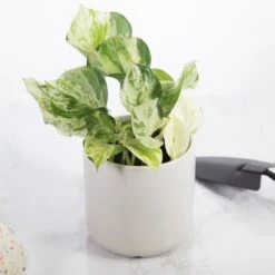 Epipremnum Aureum ‘Manjula’ Pothos - Rare Variegated Indoor Vine -Eds Plant Shop manjula pothos epipremnum aureum manjula 4 inch 436562