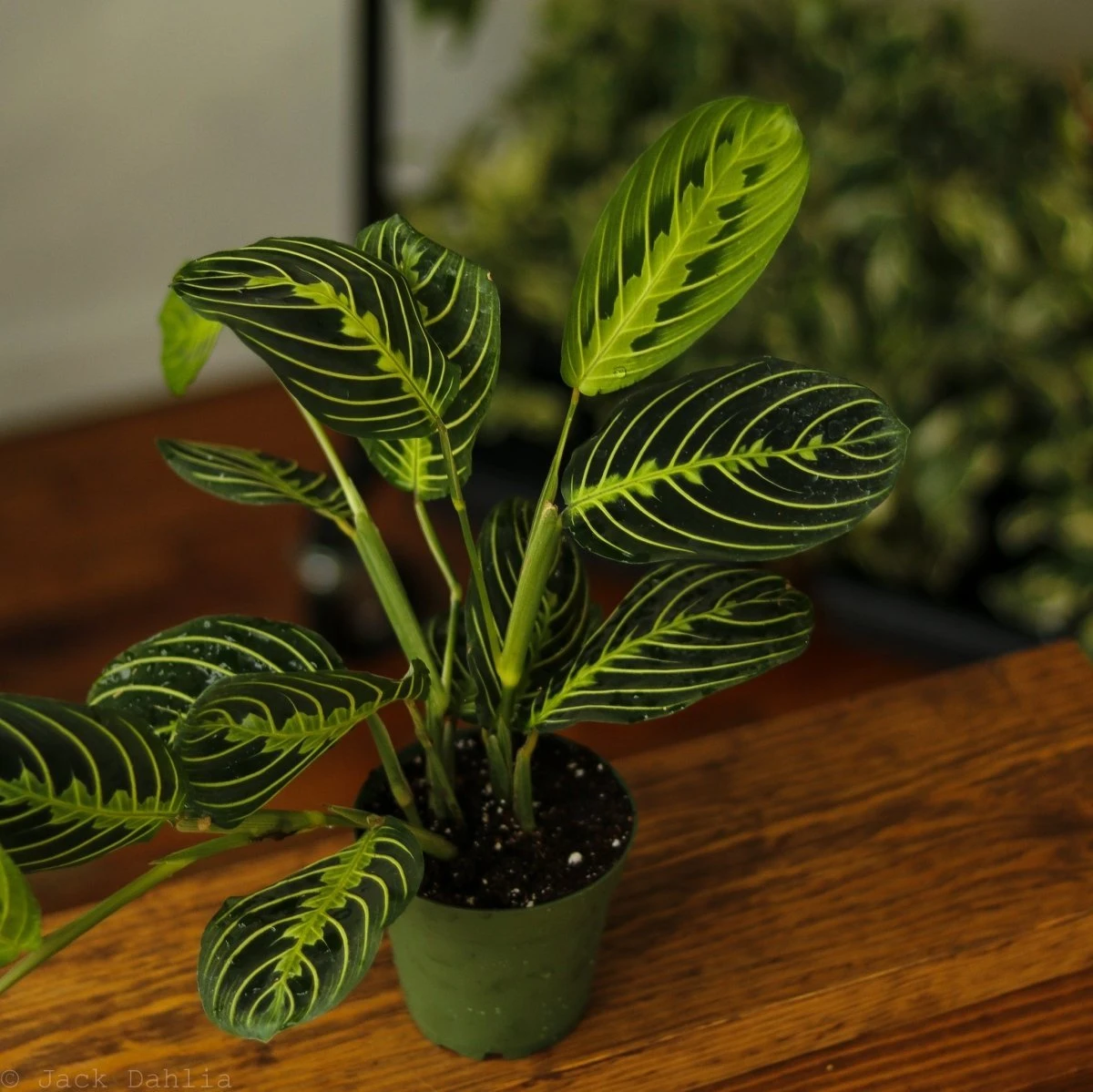 Maranta Leuconeura 'Lemon Prayer Plant' 6 Maranta Leuconeura 'Lemon Prayer Plant' - Image 4