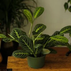 Maranta Leuconeura 'Lemon Prayer Plant'