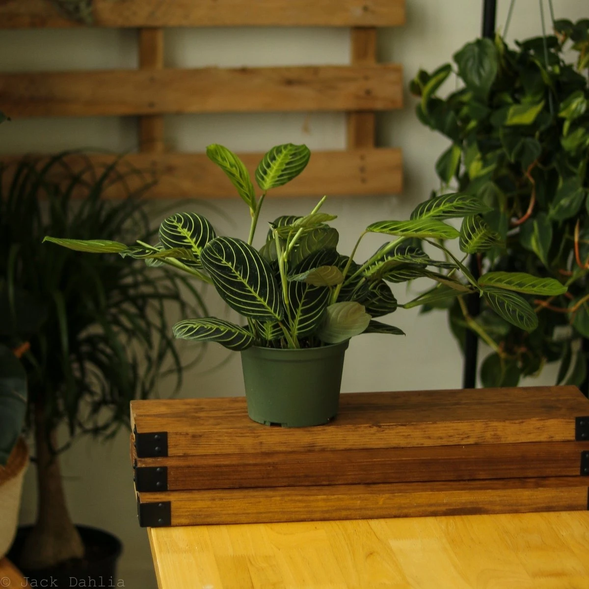 Maranta Leuconeura 'Lemon Prayer Plant' 4 Maranta Leuconeura 'Lemon Prayer Plant' - Image 2