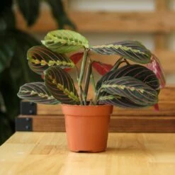 Front Page -Eds Plant Shop maranta leuconeura red prayer plant various sizes 243826