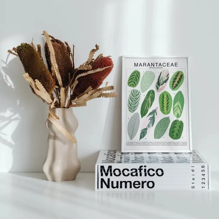 Marantaceae Species ID Chart -Botanical Houseplant Art Print 6 Marantaceae Species ID Chart -Botanical Houseplant Art Print - Image 4
