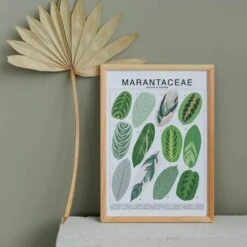 Marantaceae Species ID Chart -Botanical Houseplant Art Print 7 Marantaceae Species ID Chart -Botanical Houseplant Art Print -Eds Plant Shop marantaceae species id chart botanical houseplant art print 803841