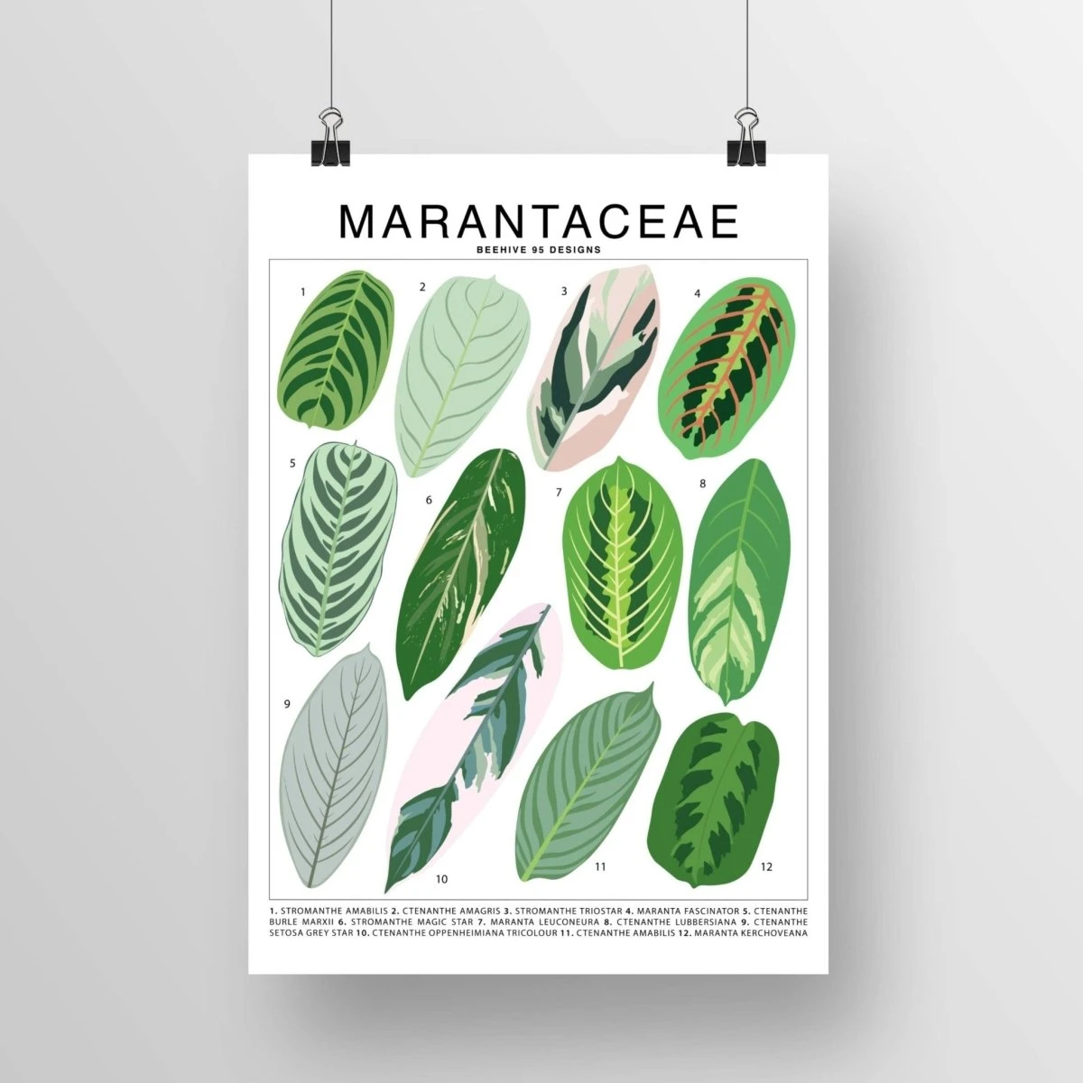 Marantaceae Species ID Chart -Botanical Houseplant Art Print 3 Marantaceae Species ID Chart -Botanical Houseplant Art Print