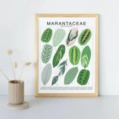 Marantaceae Species ID Chart -Botanical Houseplant Art Print 8 Marantaceae Species ID Chart -Botanical Houseplant Art Print -Eds Plant Shop marantaceae species id chart botanical houseplant art print 999704