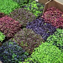 Microgreens & Herbs 3-Tier Walden White LED Grow Tent Kit -Eds Plant Shop microgreens herbs 3 tier walden white led grow tent kit 211196