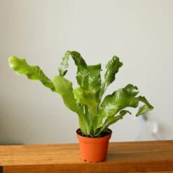 Microsorum Musifolium ‘Crocodile Fern’ - Various Sizes -Eds Plant Shop microsorum musifolium crocodile fern various sizes 619943