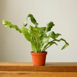 Microsorum Musifolium ‘Crocodile Fern’ - Various Sizes