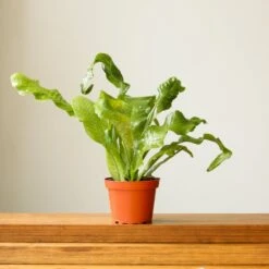 Microsorum Musifolium ‘Crocodile Fern’ - Various Sizes -Eds Plant Shop microsorum musifolium crocodile fern various sizes 809751