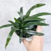 Microsorum Thailandicum - Blue Oil Fern -Eds Plant Shop microsorum thailandicum blue oil fern 4 inch 362562