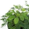 Mimosa Pudica - Sensitive Plant - 3.5 Inch -Eds Plant Shop mimosa pudica sensitive plant 35 inch 591321