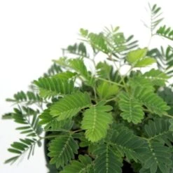 Mimosa Pudica - Sensitive Plant - 3.5 Inch