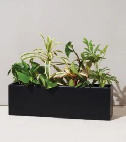 Modern Sprout Black And White Planter Box | Holds Three 4" Plants -Eds Plant Shop modern sprout black and white planter box holds three 4 plants 102432