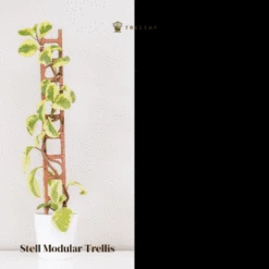 Stella Modular Plant Support & Trellis -Eds Plant Shop modular plant support trellis stella 140614
