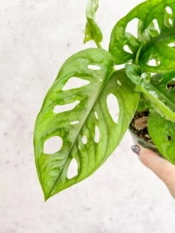 Monstera Adansonii Swiss Cheese Plant -Eds Plant Shop monstera adansonii swiss cheese plant 4 inch 315159