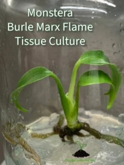 Monstera Burle Marx Flame Plantlet -Eds Plant Shop monstera burle marx flame plantlet 482403