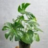 Monstera Deliciosa Floor Plant -Eds Plant Shop monstera deliciosa floor plant 170885