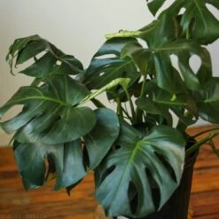 Monstera Deliciosa Floor Plant -Eds Plant Shop monstera deliciosa floor plant 831156