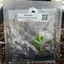 Monstera Deliciosa Sierrana Plantlets -Eds Plant Shop monstera deliciosa sierrana plantlets 895223