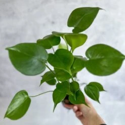 Monstera Deliciosa - Split-Leaf Philodendron -Eds Plant Shop monstera deliciosa split leaf philodendron various sizes 892663