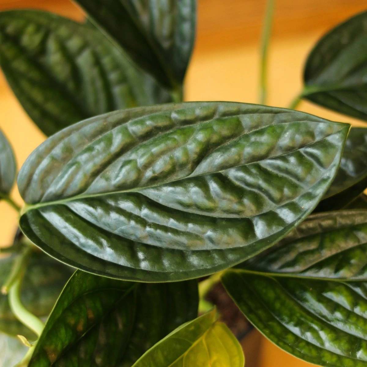 Monstera Karstenianum - ‘Monstera Peru’ - Various Sizes 5 Monstera Karstenianum - ‘Monstera Peru’ - Various Sizes - Image 3