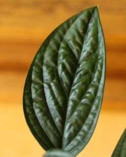 Monstera Karstenianum - ‘Monstera Peru’ - Various Sizes 11 Monstera Karstenianum - ‘Monstera Peru’ - Various Sizes -Eds Plant Shop monstera karstenianum monstera peru various sizes 277306