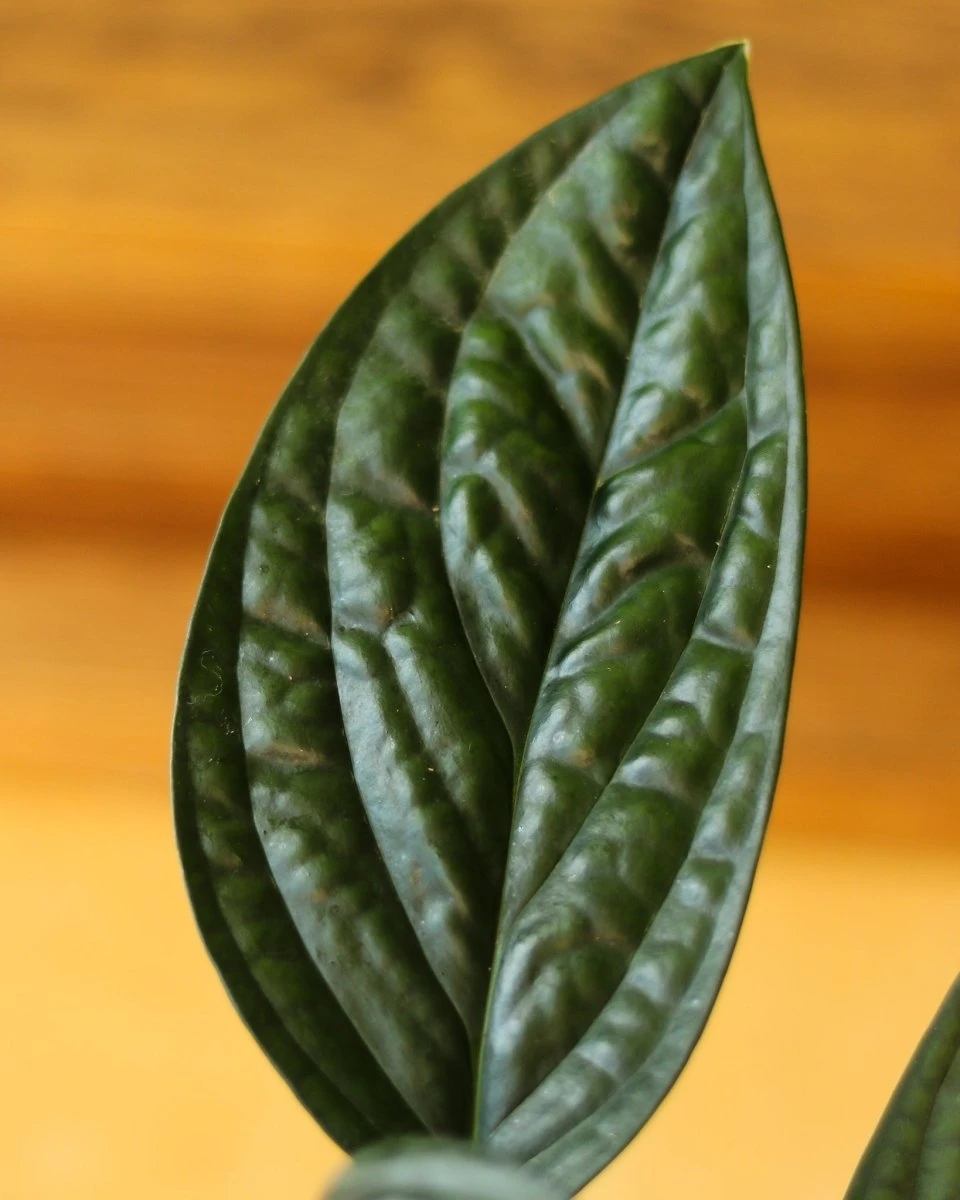 Monstera Karstenianum - ‘Monstera Peru’ - Various Sizes 7 Monstera Karstenianum - ‘Monstera Peru’ - Various Sizes - Image 5